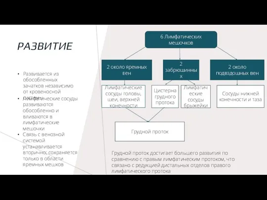 РАЗВИТИЕ 6 Лимфатических мешочков 2 около яремных вен 2 забрюшинных 2 около