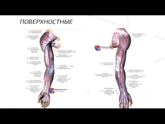 ПОВЕРХНОСТНЫЕ