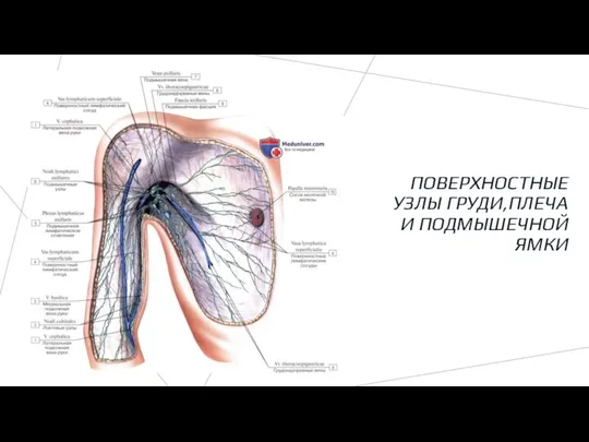 ПОВЕРХНОСТНЫЕ УЗЛЫ ГРУДИ,ПЛЕЧА И ПОДМЫШЕЧНОЙ ЯМКИ