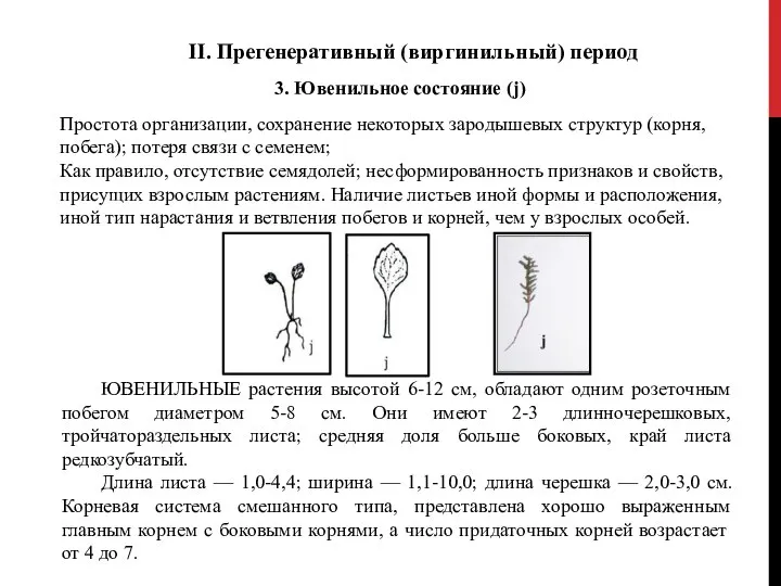 II. Прегенеративный (виргинильный) период 3. Ювенильное состояние (j) Простота организации, сохранение некоторых