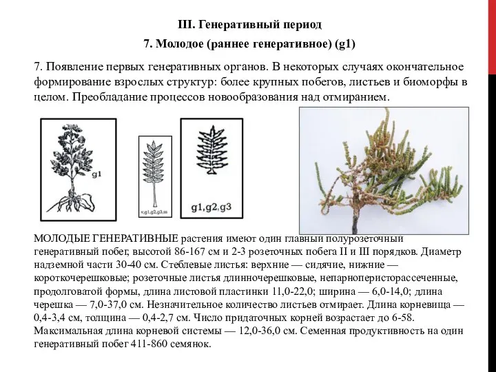 III. Генеративный период 7. Молодое (раннее генеративное) (g1) МОЛОДЫЕ ГЕНЕРАТИВНЫЕ растения имеют