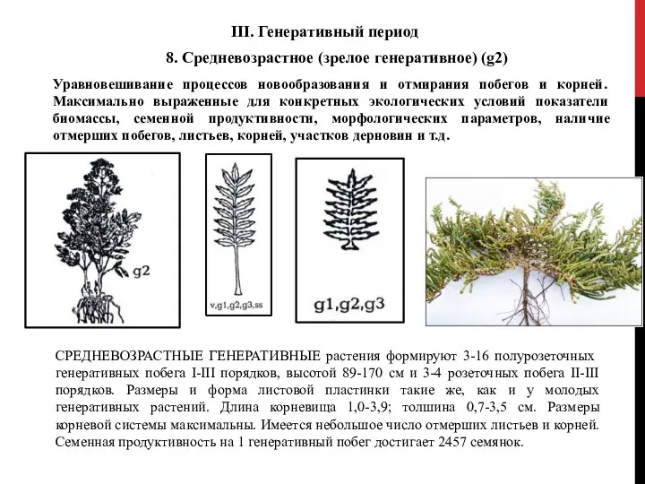 Уравновешивание процессов новообразования и отмирания побегов и корней. Максимально выраженные для конкретных