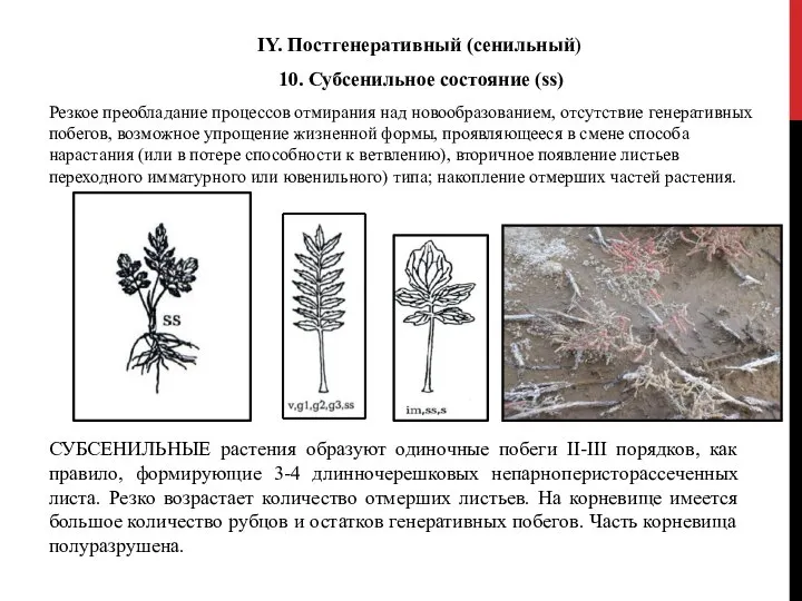 IY. Постгенеративный (сенильный) 10. Субсенильное состояние (ss) Резкое преобладание процессов отмирания над