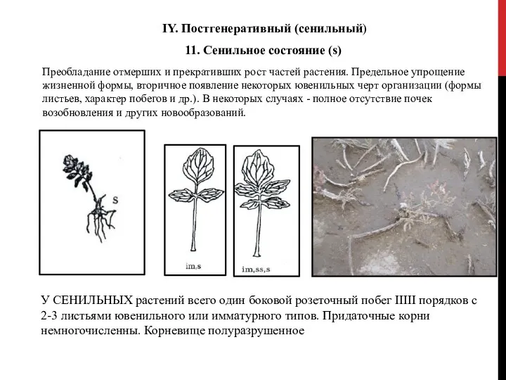 IY. Постгенеративный (сенильный) 11. Сенильное состояние (s) Преобладание отмерших и прекративших рост