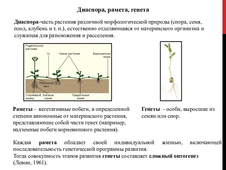 Раметы - вегетативные побеги, в определенной степени автономные от материнского растения, представляющие