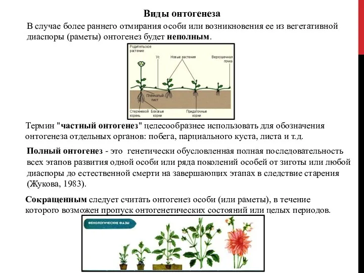 В случае более раннего отмирания особи или возникновения ее из вегетативной диаспоры