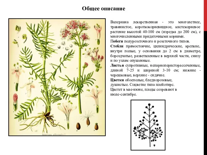 Валериана лекарственная - это многолетнее, травянистое, короткокорневищное, кистекорневое растение высотой 40-100 см