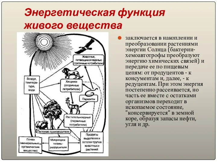 Энергетическая функция живого вещества заключается в накоплении и преобразовании растениями энергии Солнца