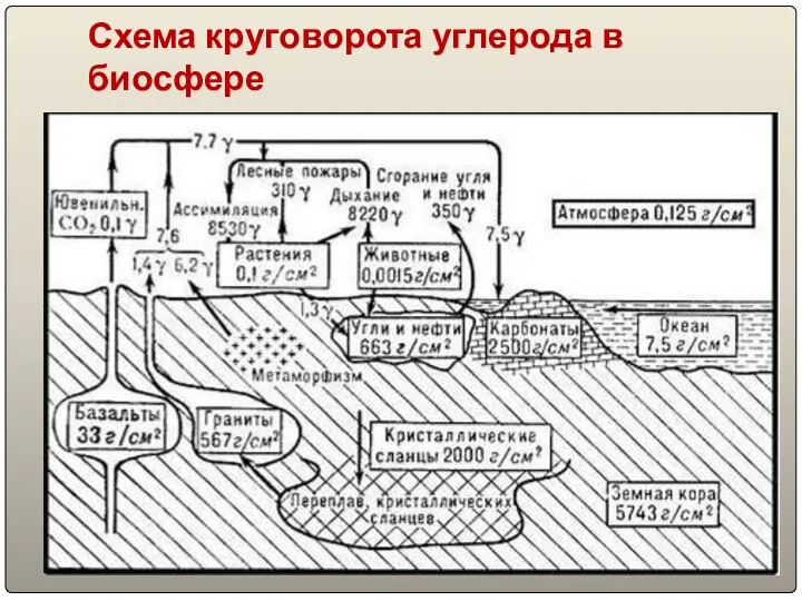 Схема круговорота углерода в биосфере