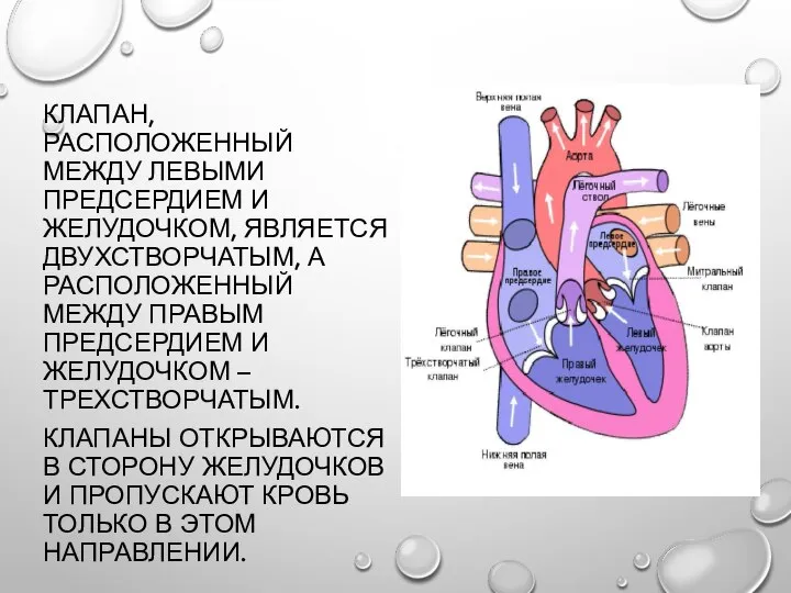 КЛАПАН, РАСПОЛОЖЕННЫЙ МЕЖДУ ЛЕВЫМИ ПРЕДСЕРДИЕМ И ЖЕЛУДОЧКОМ, ЯВЛЯЕТСЯ ДВУХСТВОРЧАТЫМ, А РАСПОЛОЖЕННЫЙ МЕЖДУ