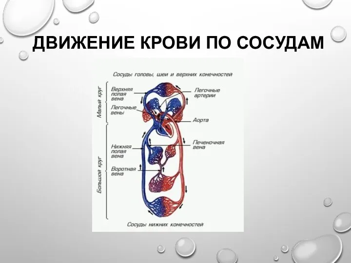 ДВИЖЕНИЕ КРОВИ ПО СОСУДАМ