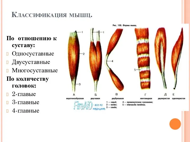 По отношению к суставу: Односуставные Двусуставные Многосуставные По количеству головок: 2-главые 3-главные 4-главные Классификация мышц.