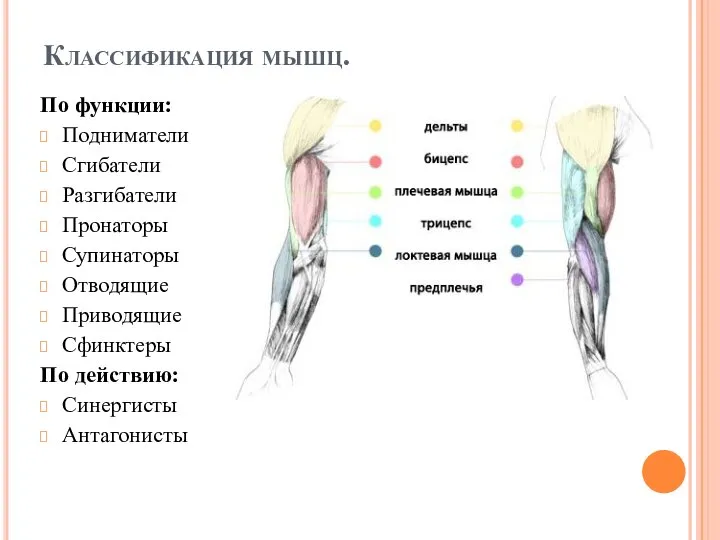 По функции: Подниматели Сгибатели Разгибатели Пронаторы Супинаторы Отводящие Приводящие Сфинктеры По действию: Синергисты Антагонисты Классификация мышц.