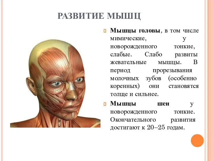 РАЗВИТИЕ МЫШЦ Мышцы головы, в том числе мимические, у новорожденного тонкие, слабые.