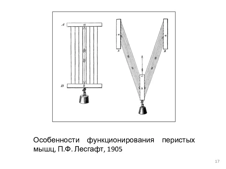 Особенности функционирования перистых мышц, П.Ф. Лесгафт, 1905