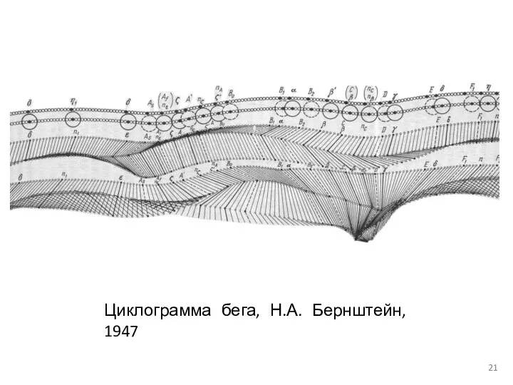 Циклограмма бега, Н.А. Бернштейн, 1947