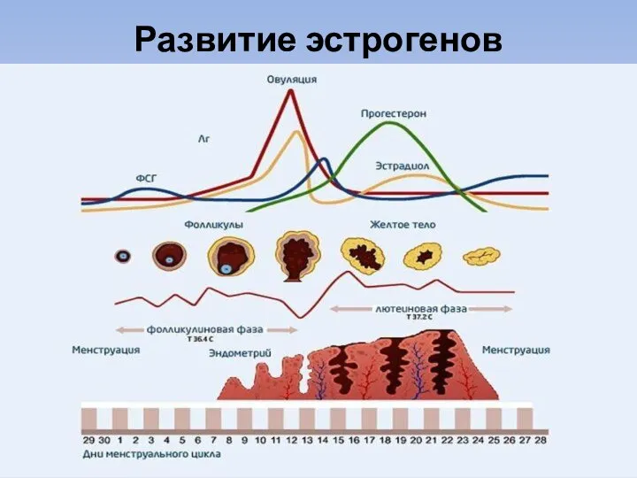 Развитие эстрогенов