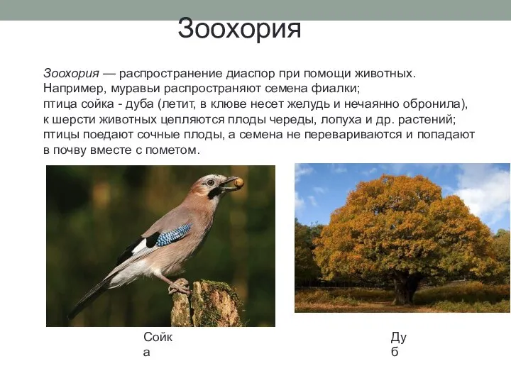 Зоохория Зоохория — распространение диаспор при помощи животных. Например, муравьи распространяют семена