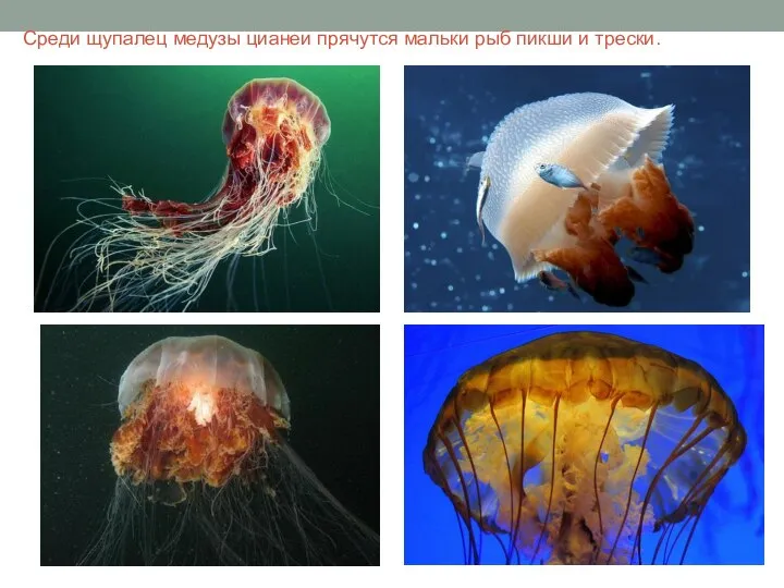 Среди щупалец медузы цианеи прячутся мальки рыб пикши и трески.