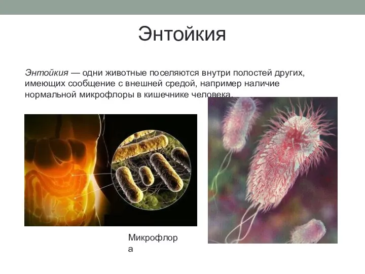 Энтойкия Энтойкия — одни животные поселяются внутри полостей других, имеющих сообщение с