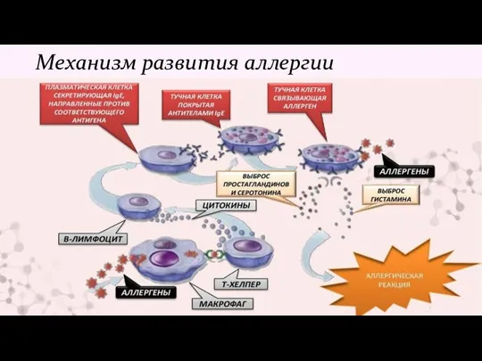 Механизм развития аллергии