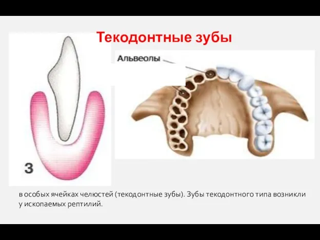Текодонтные зубы в особых ячейках челюстей (текодонтные зубы). Зубы текодонтного типа возникли у ископаемых рептилий.