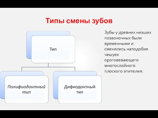 Типы смены зубов Зубы у древних низших позвоночных были временными и сменялись