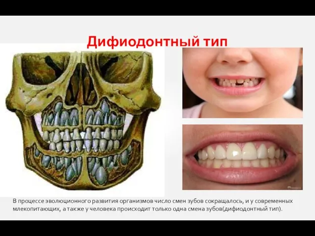 Дифиодонтный тип В процессе эволюционного развития организмов число смен зубов сокращалось, и