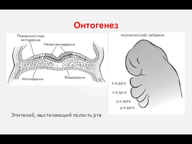 Онтогенез Эпителий, выстилающий полость рта