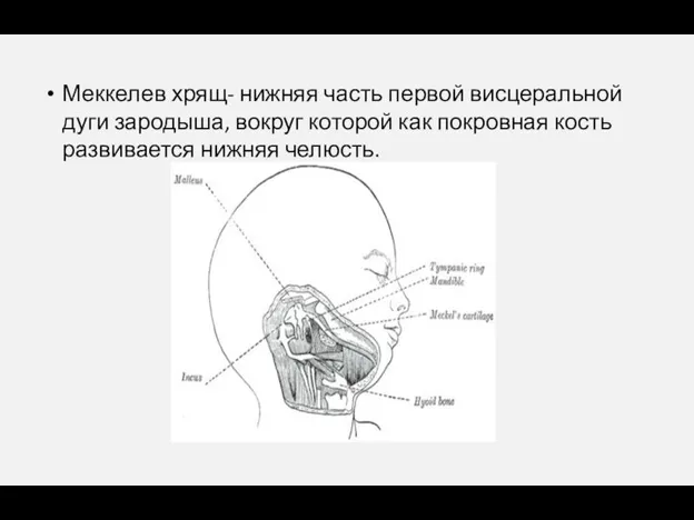 Меккелев хрящ- нижняя часть первой висцеральной дуги зародыша, вокруг которой как покровная кость развивается нижняя челюсть.