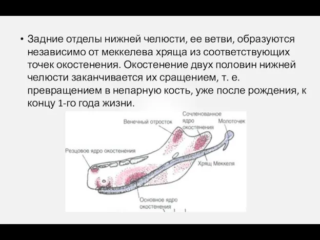 Задние отделы нижней челюсти, ее ветви, образуются независимо от меккелева хряща из