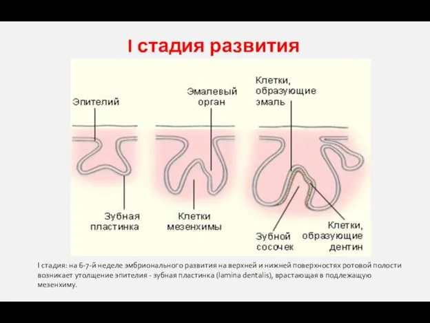 I стадия развития I стадия: на 6-7-й неделе эмбрионального развития на верхней