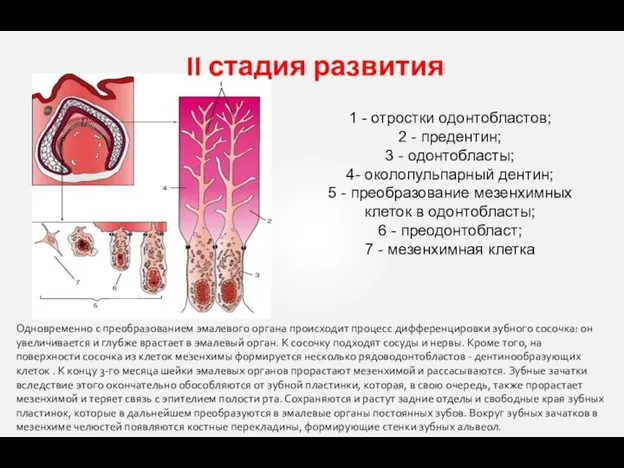 II стадия развития 1 - отростки одонтобластов; 2 - предентин; 3 -