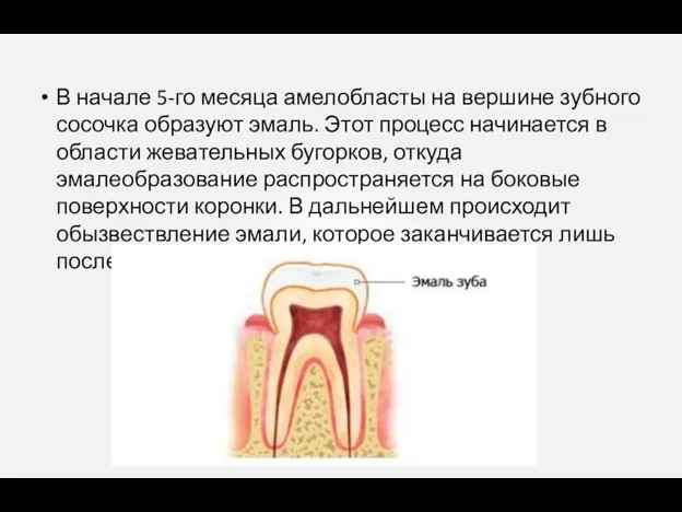В начале 5-го месяца амелобласты на вершине зубного сосочка образуют эмаль. Этот