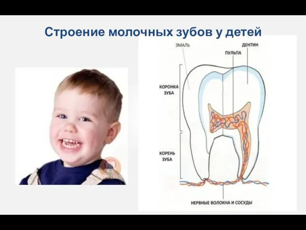 Строение молочных зубов у детей