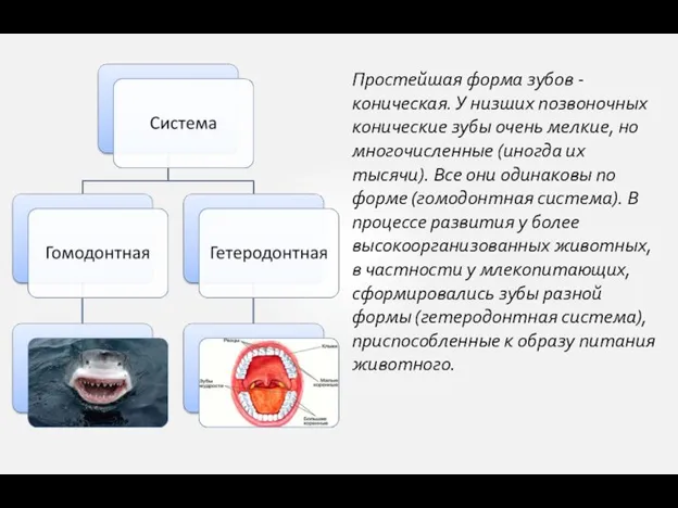 Простейшая форма зубов - коническая. У низших позвоночных конические зубы очень мелкие,