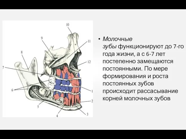 Молочные зубы функционируют до 7-го года жизни, а с 6-7 лет постепенно