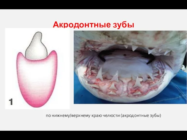 Акродонтные зубы по нижнему/верхнему краю челюсти (акродонтные зубы)