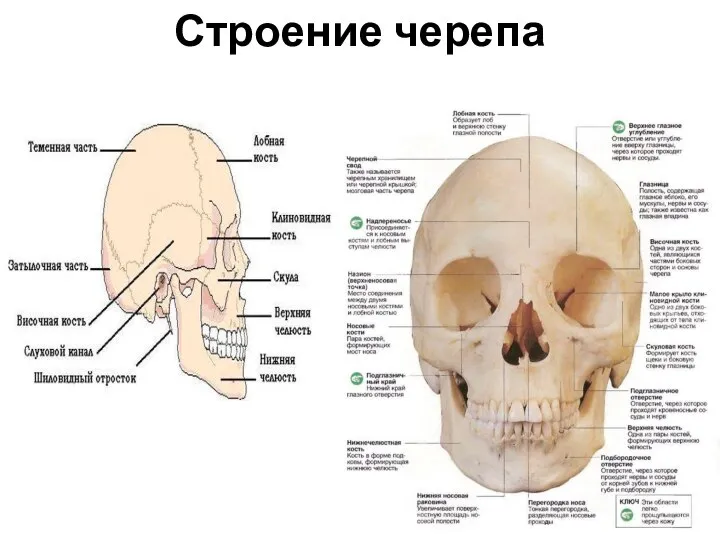 Строение черепа