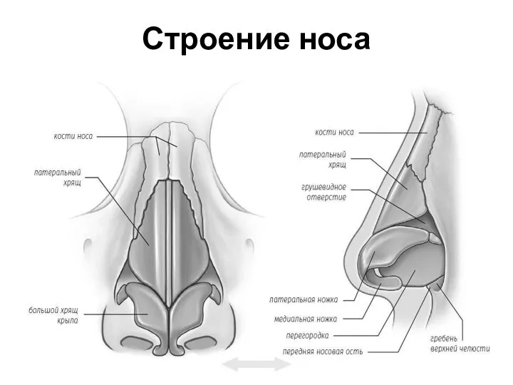 Строение носа