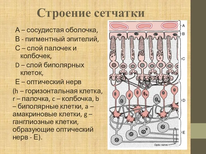 Строение сетчатки А – сосудистая оболочка, В - пигментный эпителий, С –