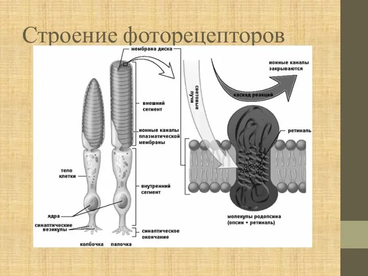 Строение фоторецепторов