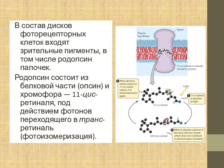 В состав дисков фоторецепторных клеток входят зрительные пигменты, в том числе родопсин