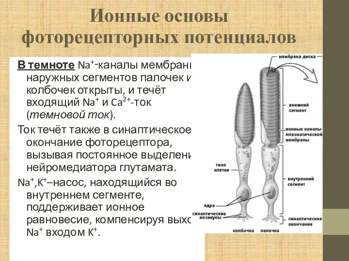 Ионные основы фоторецепторных потенциалов В темноте Na+‑каналы мембраны наружных сегментов палочек и