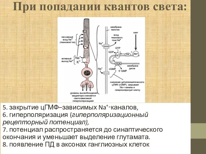 При попадании квантов света: 5. закрытие цГМФ–зависимых Na+‑каналов, 6. гиперполяризация (гиперполяризационный рецепторный