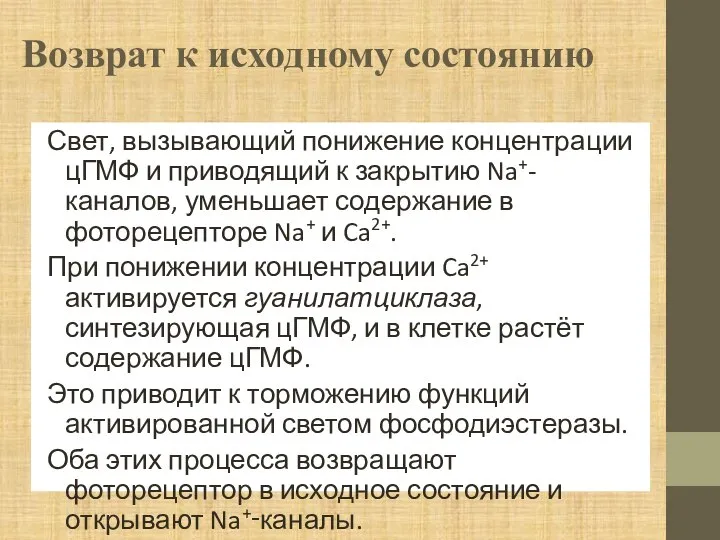 Возврат к исходному состоянию Свет, вызывающий понижение концентрации цГМФ и приводящий к