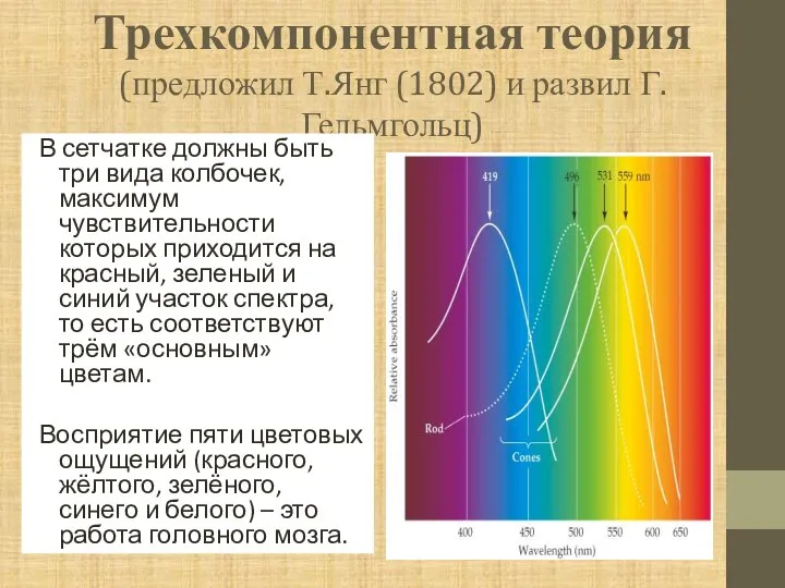 Трехкомпонентная теория (предложил Т.Янг (1802) и развил Г. Гельмгольц) В сетчатке должны