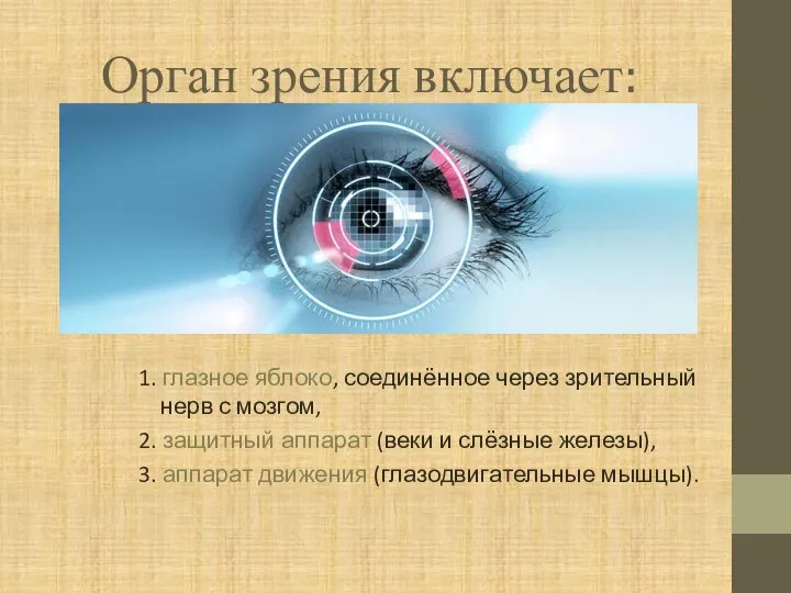 Орган зрения включает: 1. глазное яблоко, соединённое через зрительный нерв с мозгом,