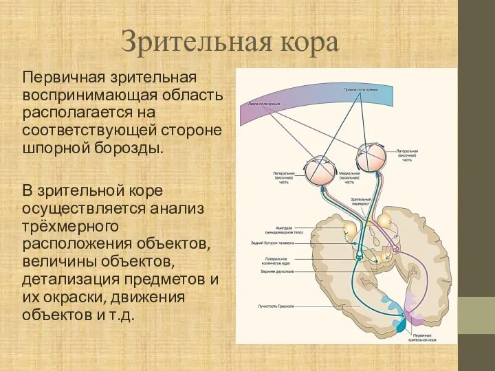 Зрительная кора Первичная зрительная воспринимающая область располагается на соответствующей стороне шпорной борозды.