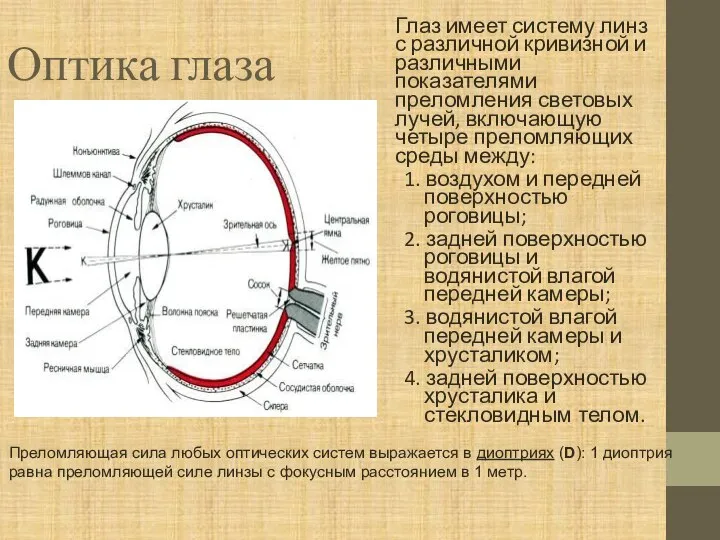 Оптика глаза Глаз имеет систему линз с различной кривизной и различными показателями